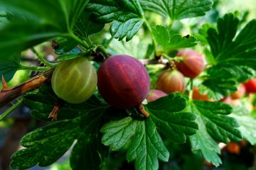 Gooseberries image by Timo Newton-Syms https://www.flickr.com/photos/timo_w2s/5980340315